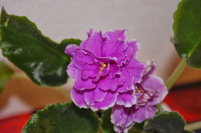Untamed Heart - 03-African violets