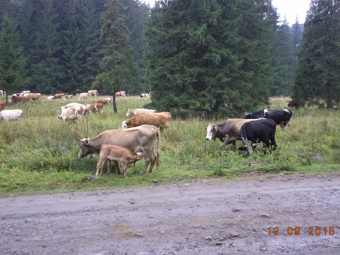 Mai pasc putin vacile - COBORATUL DE LA STANA-DEALUL-ALB-2015
