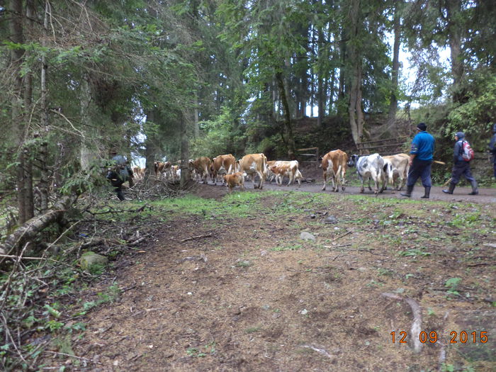 Vacile la drum intins