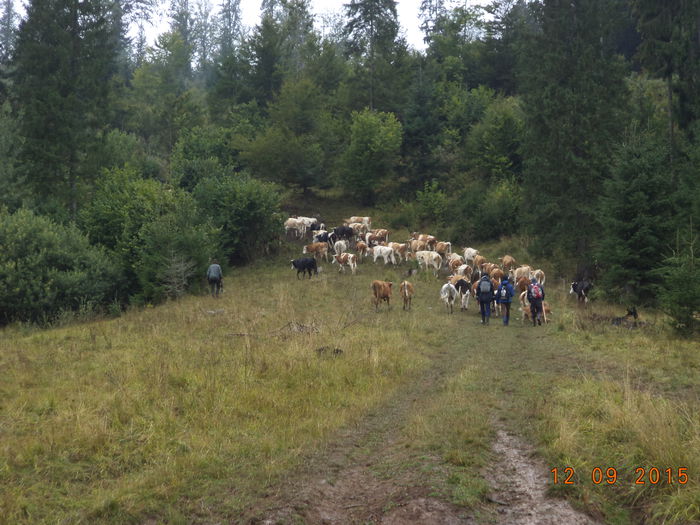 Urcam pe dealul Runcului