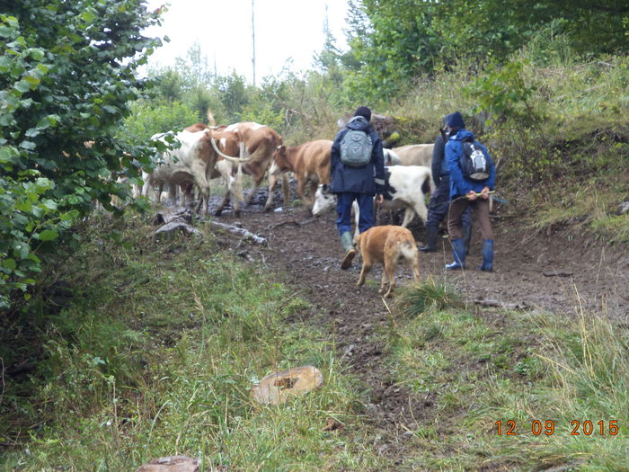 Roscovanul e dupa noi