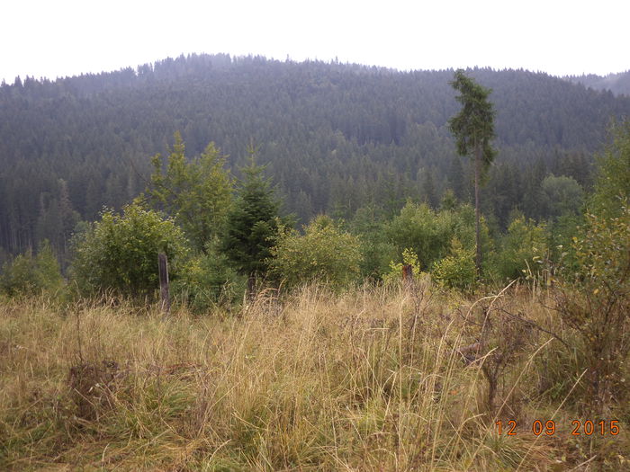 Locuri de pasunat bune de tot