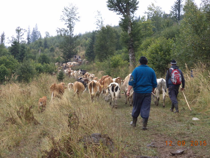 DSC00183 - COBORATUL DE LA STANA-DEALUL-ALB-2015