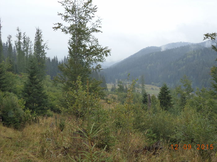 Paduri si iar paduri frumoase