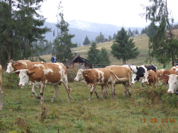 Obosite dar tot pe drum-48