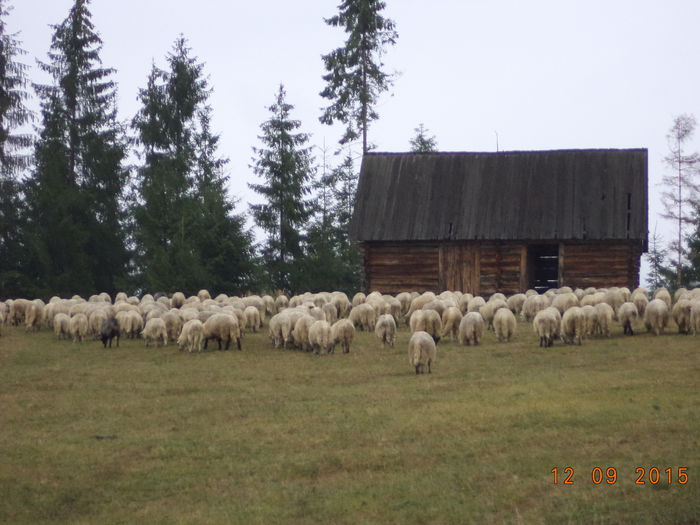 Oile frumoase a lui Pascu Ion-5