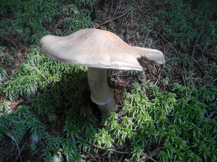 DSCN6186 - Cortinarius caperatus