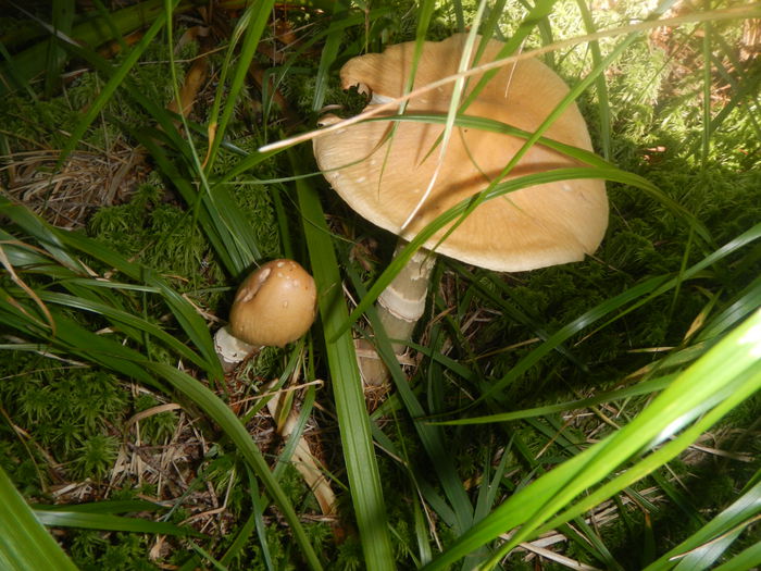 DSCN6190 - Cortinarius caperatus