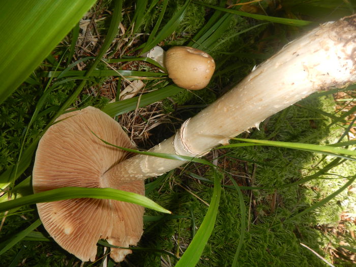 DSCN6191 - Cortinarius caperatus