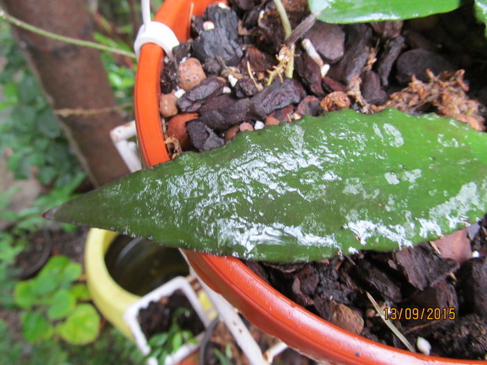 caudata Borneo - FRUNZE DE HOYA