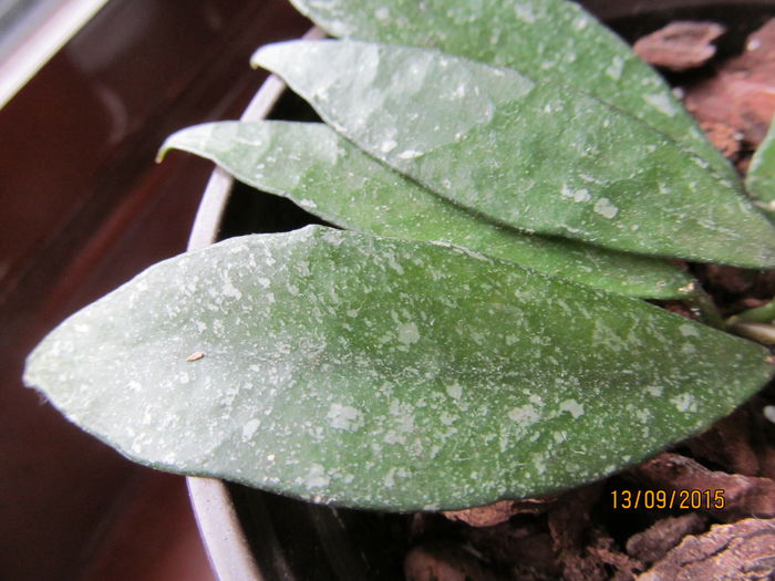 l. Barang Terenggeru M. - FRUNZE DE HOYA