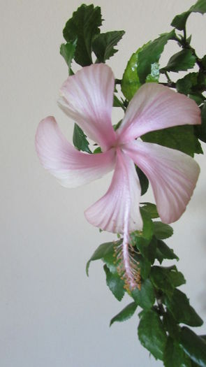 017 - Hibiscusi 2015 1