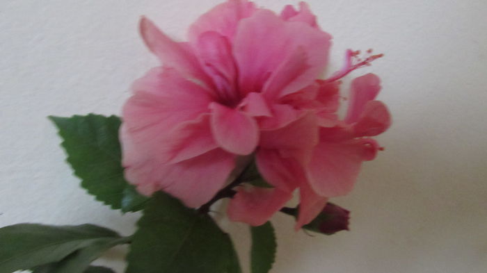 Asia - Hibiscusi 2015 1