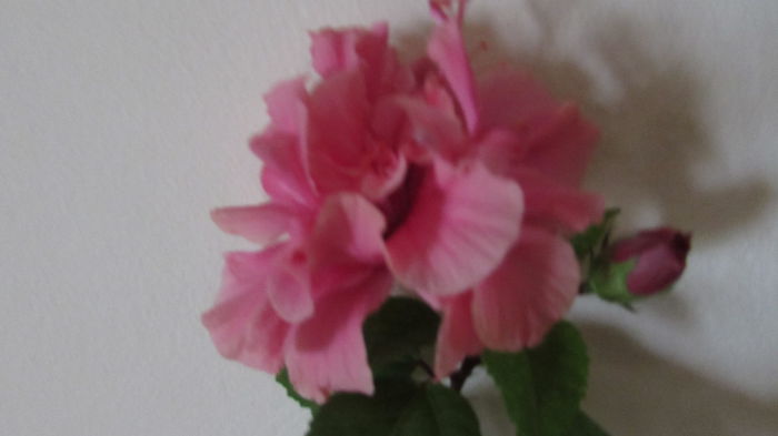 045 - Hibiscusi 2015 1