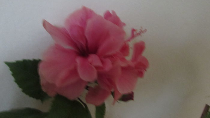 042 - Hibiscusi 2015 1