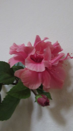 050 - Hibiscusi 2015 1