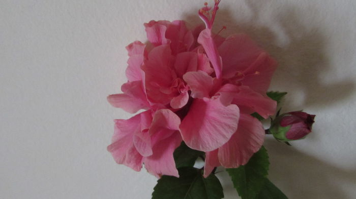 043 - Hibiscusi 2015 1