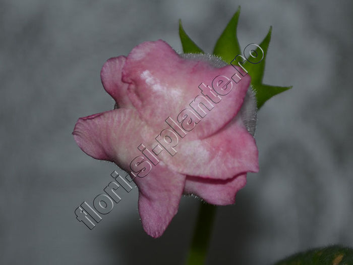 NEW 2015 - Gloxinia  Athena - GLOXINIA _ SINNINGIA 2