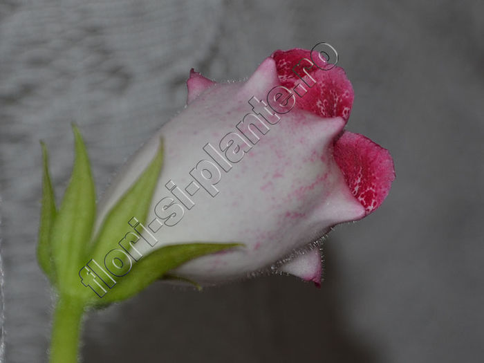 NEW 2015 - Gloxinia  Athena - GLOXINIA _ SINNINGIA 2