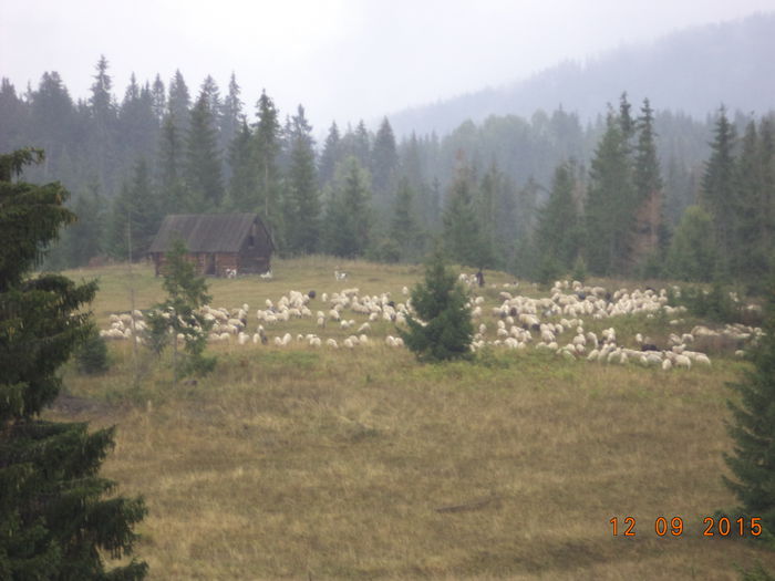 Oile lui Pascu la pascut pe Runc