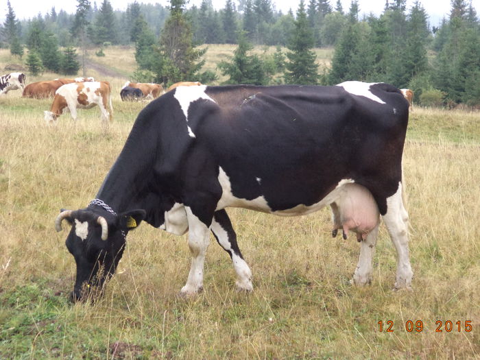 Florica a imbatranit - COBORATUL DE LA STANA-DEALUL-ALB-2015