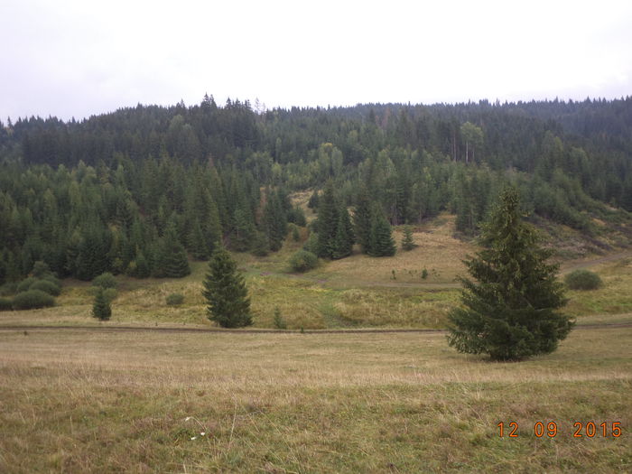 Paduri avem inca , animale frumoase nu prea