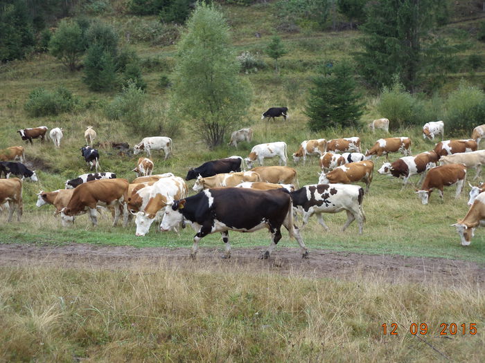 Ajungem pe Dealul Vaii - COBORATUL DE LA STANA-DEALUL-ALB-2015