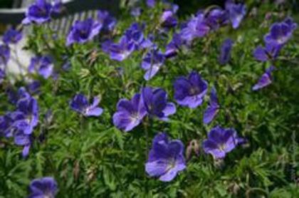 geranium brookside