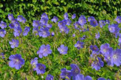 geranium him_baby_blue - i colectie geranium