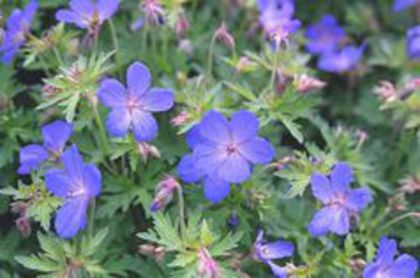 geranium johnsons-blue - i colectie geranium