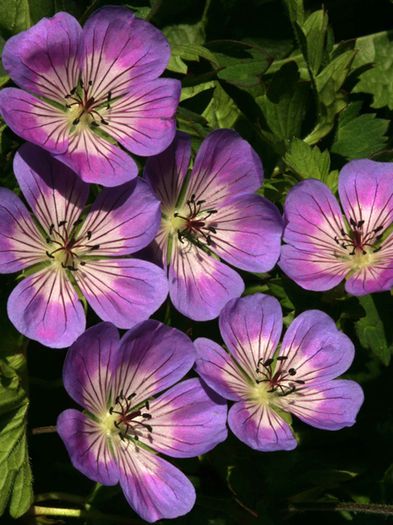 Geranium Sweet Heidy, n-a venit