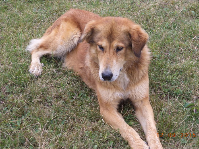 Roscovanul si el a obosit