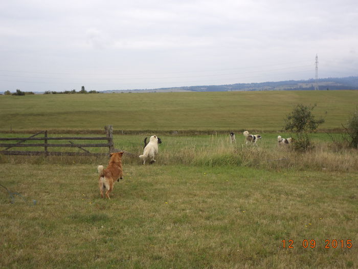 Roscovanul se bate cu niste ciobanesti mari