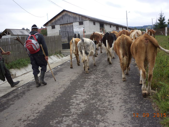 Spre Stana in graba-7 - COBORATUL DE LA STANA-DEALUL-ALB-2015