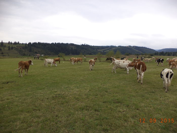 Pe Magherus langa stana-4