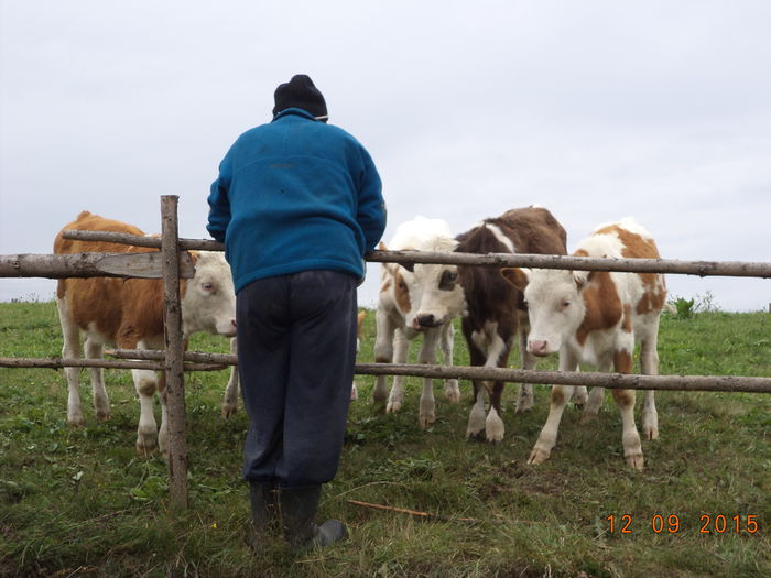 Viteii adusi cu tractorul - COBORATUL DE LA STANA-DEALUL-ALB-2015