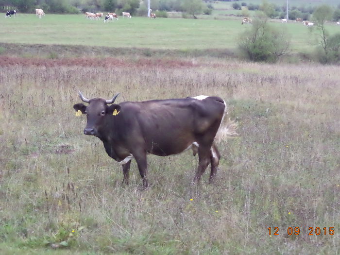 Sura buna de lapte-65