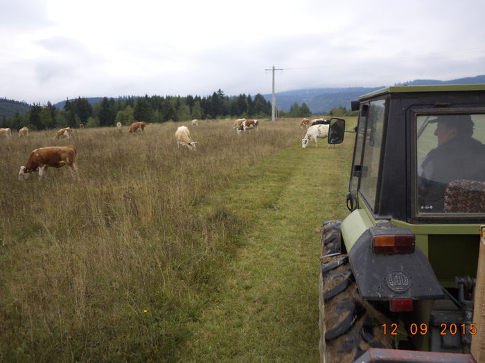 Mergem sa asezam o colibuta langa ocolul vacilor