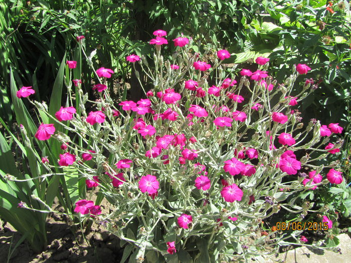 Lychnis coronaria (3)