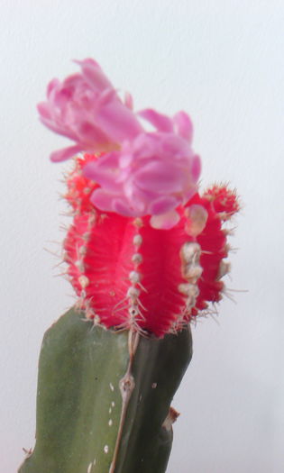 2015-09-02 17.59.26 - Cactusi Altoiti