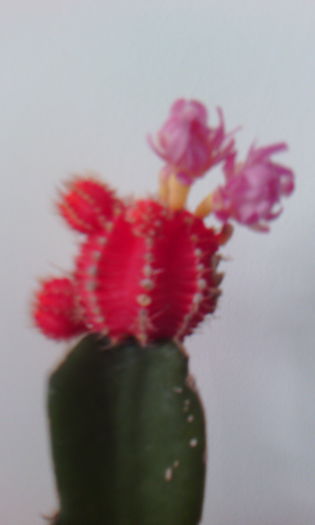 2015-09-02 18.00.09 - Cactusi Altoiti