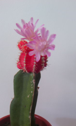 2015-09-05 13.14.02 - Cactusi Altoiti