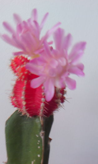 2015-09-05 13.14.10 - Cactusi Altoiti