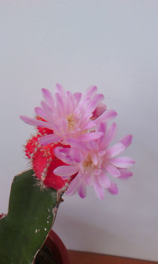 2015-09-09 15.36.27 - Cactusi Altoiti