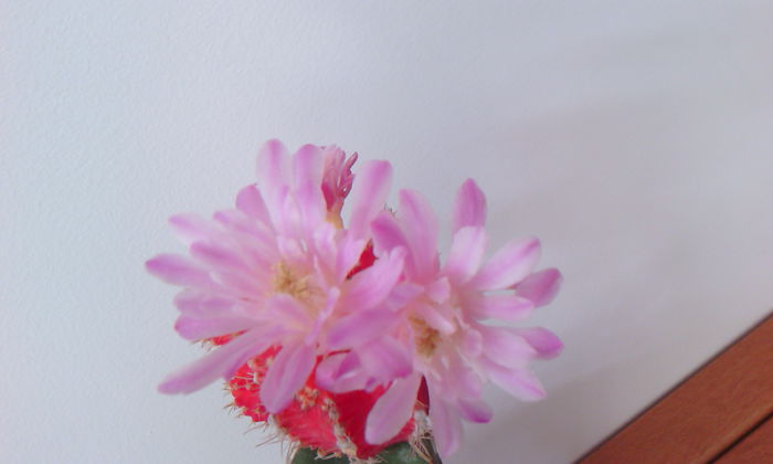 2015-09-09 15.36.37 - Cactusi Altoiti