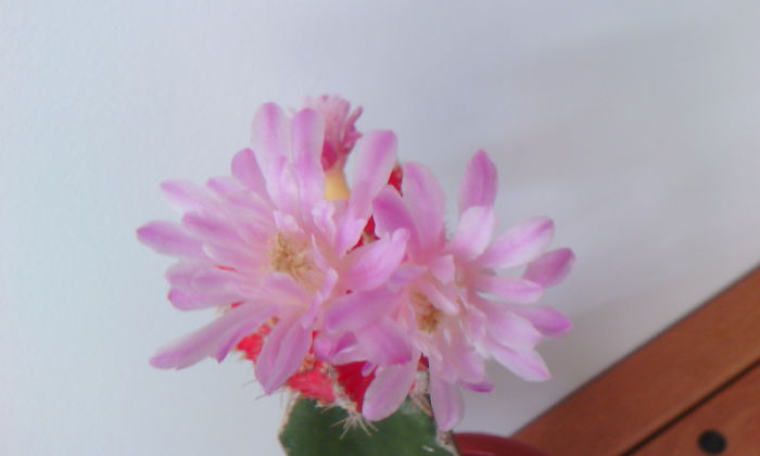 2015-09-09 15.36.47 - Cactusi Altoiti