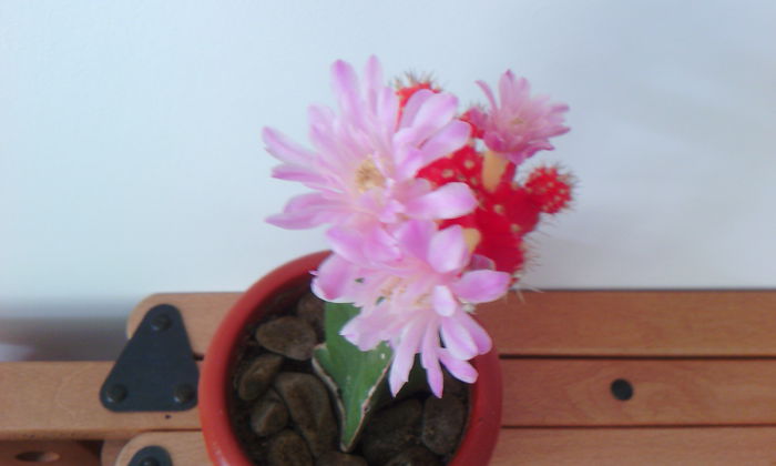 2015-09-09 15.37.09 - Cactusi Altoiti