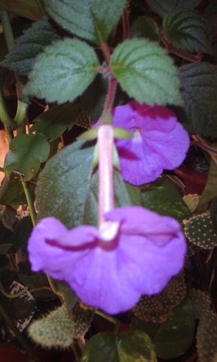 2015-09-10 19.51.01 - ACHIMENES