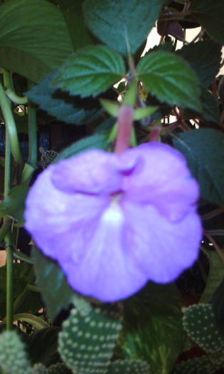 2015-09-10 19.51.15 - ACHIMENES