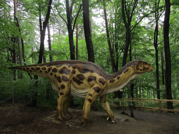 IMG_2876 - Dino Parc Rasnov